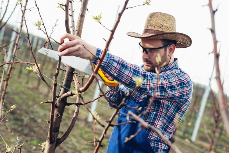 Birch Tree Pruning in Aiken, SC