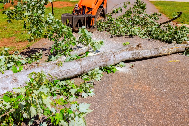 Palm Tree Removal in Bucks County, PA